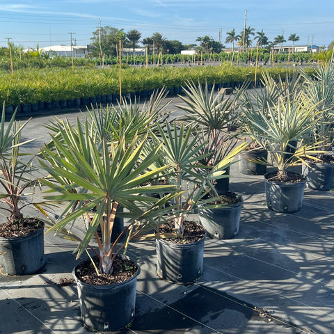 Bismark Palm (Bismarckia nobilis) - Bird of ParadiseUSA - 7 Gallon