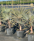 Bismark Palm (Bismarckia nobilis) - Bird of ParadiseUSA - 7 Gallon