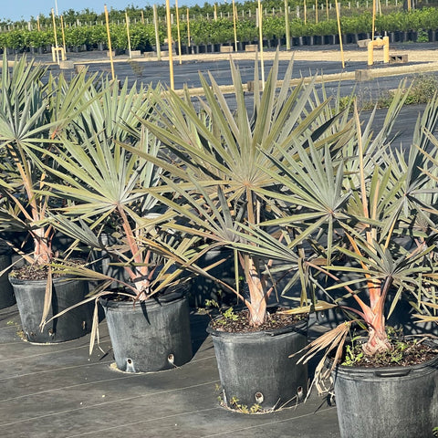 Bismark Palm (Bismarckia nobilis) - Bird of ParadiseUSA - 7 Gallon