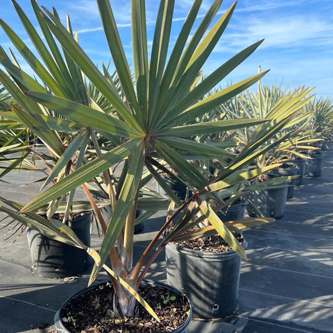 Bismark Palm (Bismarckia nobilis) - Bird of ParadiseUSA - 7 Gallon