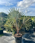 Bismark Palm (Bismarckia nobilis) - Bird of ParadiseUSA - Small 1-2 Feet