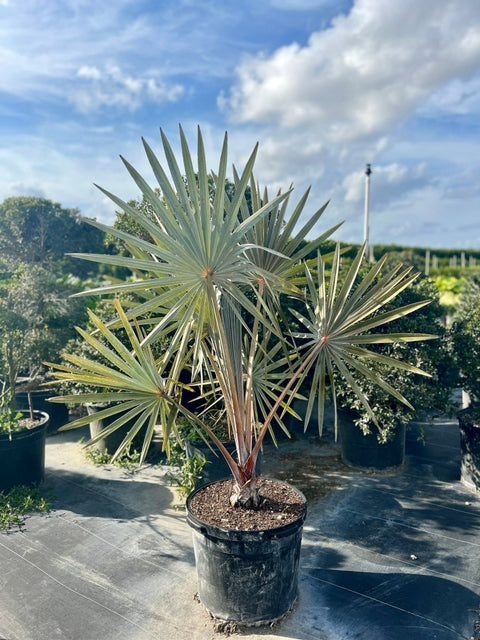 Bismark Palm (Bismarckia nobilis) - Bird of ParadiseUSA - Small 1-2 Feet