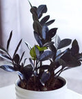 Black ZZ Plant (Zamioculcas Zamiifolia ‘Raven’) - PlantologyUSA - 3 Gallon