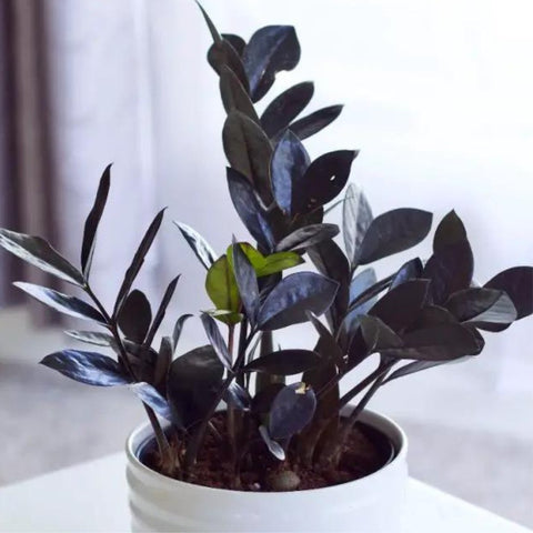Black ZZ Plant (Zamioculcas Zamiifolia ‘Raven’) - PlantologyUSA - 3 Gallon