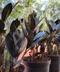Black ZZ Plant (Zamioculcas Zamiifolia ‘Raven’) - PlantologyUSA - 3 Gallon