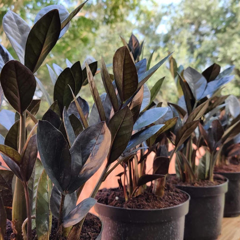 Black ZZ Plant (Zamioculcas Zamiifolia ‘Raven’) - PlantologyUSA - 3 Gallon
