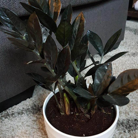 Black ZZ Plant (Zamioculcas Zamiifolia ‘Raven’) - PlantologyUSA - 7 Gallon