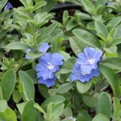 Blue Daze (Evolvulus nuttallianus) - Bird of ParadiseUSA - Small