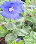 Blue Daze (Evolvulus nuttallianus) - Bird of ParadiseUSA - Small