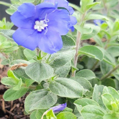 Blue Daze (Evolvulus nuttallianus) - Bird of ParadiseUSA - Small