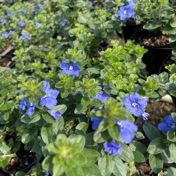 Blue Daze (Evolvulus nuttallianus)