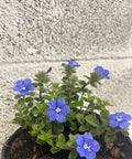 Blue My Mind (Glory Evolvulus hybrid) - Bird of ParadiseUSA - Small 4-6"