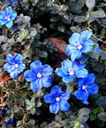 Blue My Mind (Glory Evolvulus hybrid) - Bird of ParadiseUSA - Small