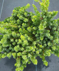 Blue Pacific Juniper (Juniperus Conferta 'Blue Pacific') - Bird of ParadiseUSA - 7 Gallon