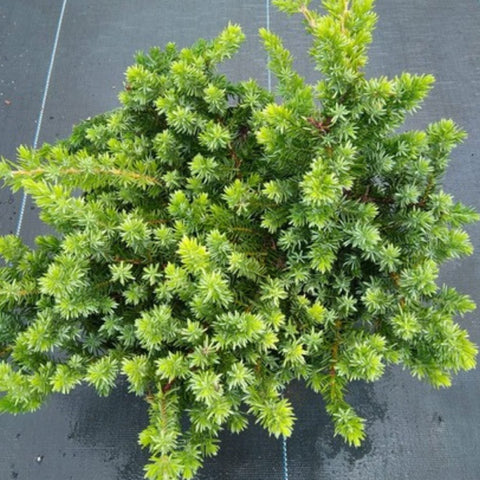 Blue Pacific Juniper (Juniperus Conferta 'Blue Pacific') - Bird of ParadiseUSA - 7 Gallon