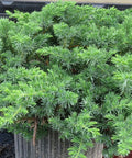 Blue Pacific Juniper (Juniperus Conferta 'Blue Pacific') - Bird of ParadiseUSA - 7 Gallon