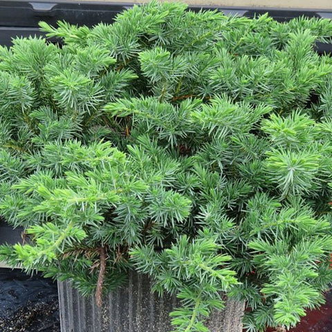 Blue Pacific Juniper (Juniperus Conferta 'Blue Pacific') - Bird of ParadiseUSA - 7 Gallon