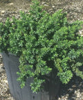 Blue Pacific Juniper (Juniperus Conferta 'Blue Pacific') - Bird of ParadiseUSA - 7 Gallon