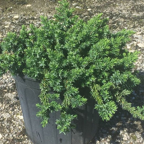 Blue Pacific Juniper (Juniperus Conferta 'Blue Pacific') - Bird of ParadiseUSA - 7 Gallon