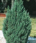 Blue Point Juniper (Juniperus chinensis) - Bird of ParadiseUSA - 3 gallon