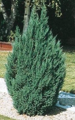 Blue Point Juniper (Juniperus chinensis) - Bird of ParadiseUSA - 3 gallon