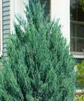 Blue Point Juniper (Juniperus chinensis) - Bird of ParadiseUSA - 3 gallon