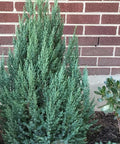 Blue Point Juniper (Juniperus chinensis) - Bird of ParadiseUSA - 3 gallon