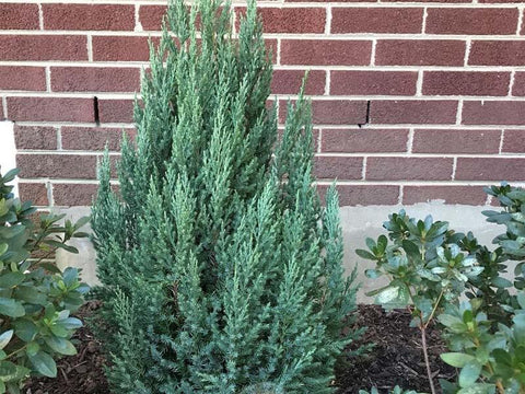 Blue Point Juniper (Juniperus chinensis) - Bird of ParadiseUSA - 3 gallon