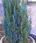 Blue Point Juniper (Juniperus chinensis) - Bird of ParadiseUSA - 3 gallon