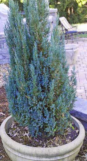 Blue Point Juniper (Juniperus chinensis) - Bird of ParadiseUSA - 3 gallon