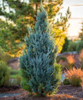 Blue Point Juniper (Juniperus chinensis) - Bird of ParadiseUSA - Grower’s Pick 4-5 Feet