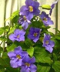 Blue Sky Trellis (Thunbergia grandiflora) - Bird of ParadiseUSA - 2-3.5 feet