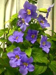 Blue Sky Trellis (Thunbergia grandiflora) - Bird of ParadiseUSA - 2-3.5 feet