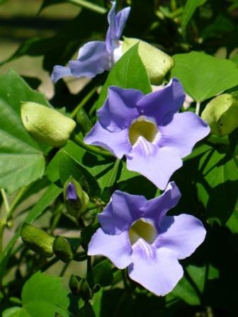 Blue Sky Trellis (Thunbergia grandiflora) - Bird of ParadiseUSA - 2-3.5 feet