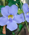 Blue Sky Trellis (Thunbergia grandiflora) - Bird of ParadiseUSA - 2-3.5 feet