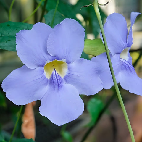 Blue Sky Trellis (Thunbergia grandiflora) - Bird of ParadiseUSA - 2-3.5 feet