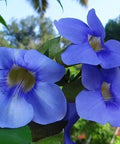 Blue Sky Trellis (Thunbergia grandiflora) - Bird of ParadiseUSA - 2-3.5 feet