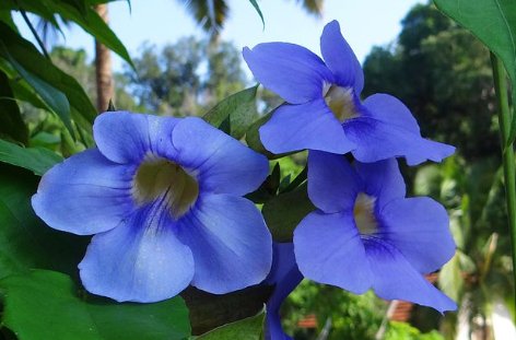 Blue Sky Trellis (Thunbergia grandiflora) - Bird of ParadiseUSA - 2-3.5 feet
