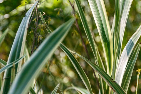 Blueberry Flax Lily (Dianella tasmanica) - Bird of ParadiseUSA - 3 gallon