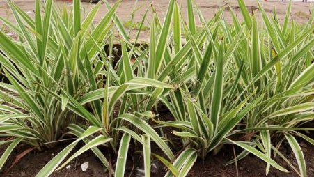 Blueberry Flax Lily (Dianella tasmanica) - Bird of ParadiseUSA - 3 gallon