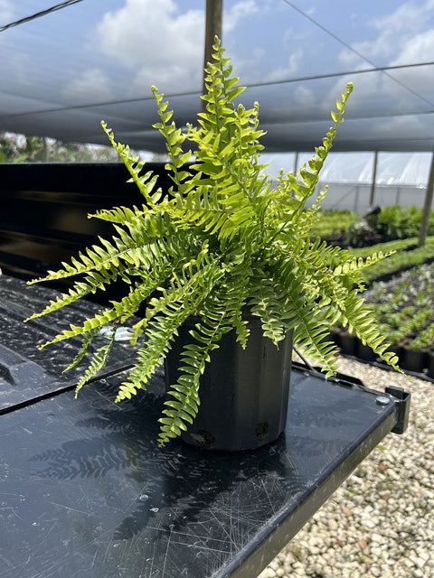 Boston Fern 'HB' (Dracaena Terminalis) - Bird of Paradise USA - 1 Gallon