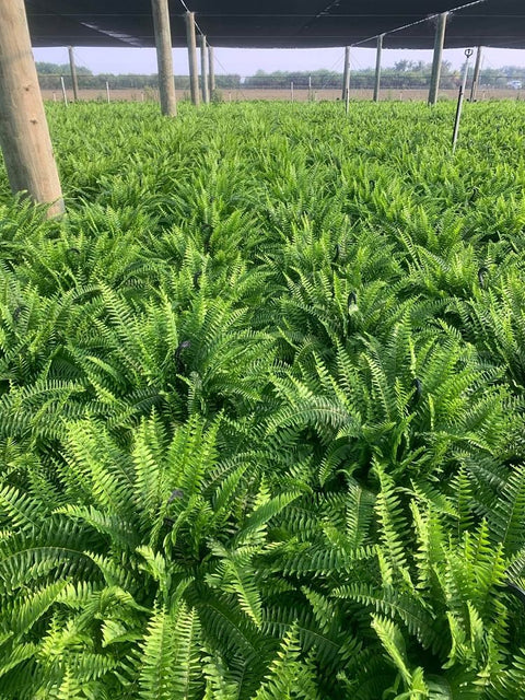 Boston Fern 'HB' (Dracaena Terminalis) - Bird of Paradise USA - 3 Gallon