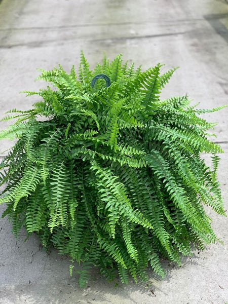 Boston Fern 'Hanging Basket' (Nephrolepis Exaltata