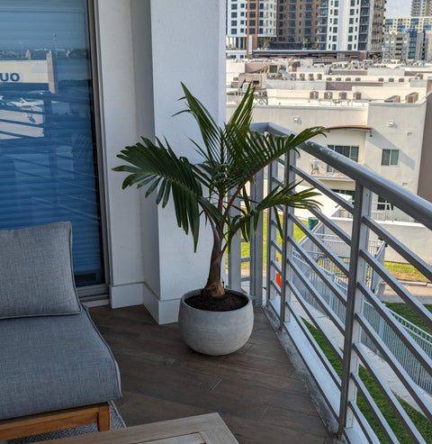 Bottle Palm (Hyophorbe lagenicaulis) - Bird of Paradise USA - Medium 3 Feet