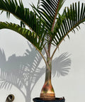 Bottle Palm (Hyophorbe lagenicaulis) - Bird of ParadiseUSA - 3 feet
