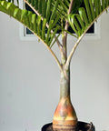 Bottle Palm (Hyophorbe lagenicaulis) - Bird of ParadiseUSA - 3 feet