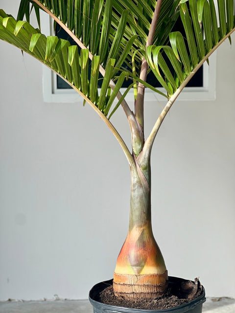 Bottle Palm (Hyophorbe lagenicaulis) - Bird of ParadiseUSA - 3 feet