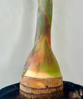 Bottle Palm (Hyophorbe lagenicaulis) - Bird of ParadiseUSA - 3 feet