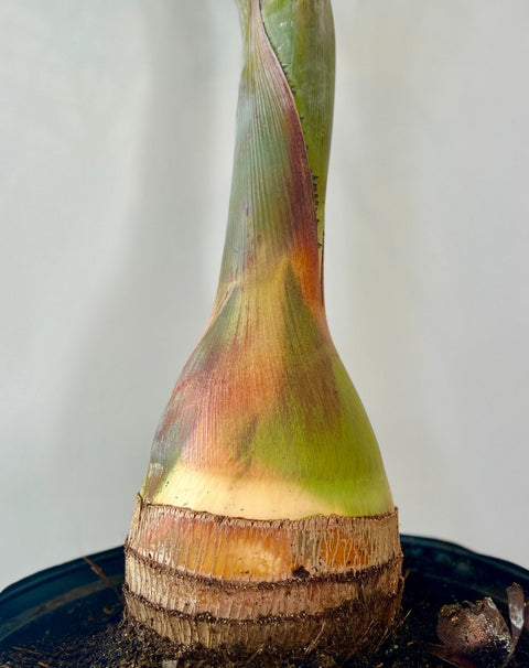 Bottle Palm (Hyophorbe lagenicaulis) - Bird of ParadiseUSA - 3 feet