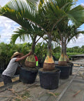 Bottle Palm (Hyophorbe lagenicaulis) - Bird of ParadiseUSA - 3 feet